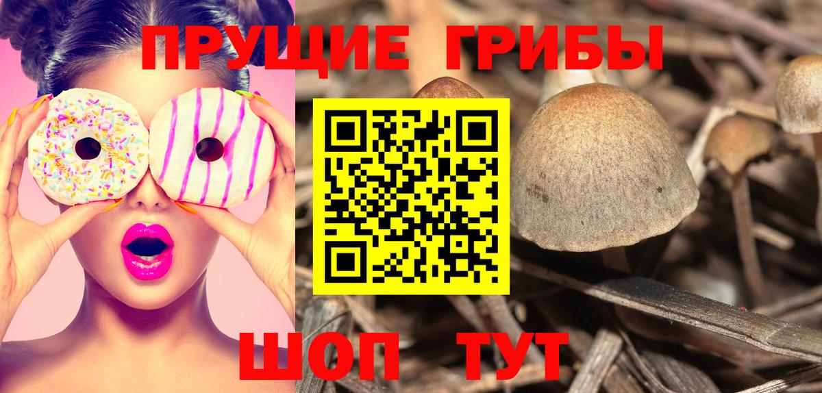 Псилоцибиновые грибы Cubensis  Вход с VPN  Белорецк 